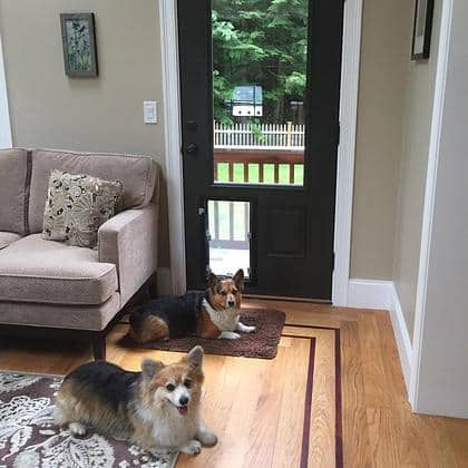 Two corgis looking out through a Hale Door Model installed in a black exterior door